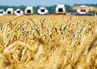 Прием заявок на распределение тарифных квот на экспорт зерна продлится до 31 января Прием заявок на распределение тарифных квот на экспорт зерна продлится до 31 января